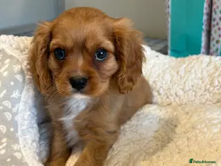 Cavalier King Charles Spaniel dogs READY TO GO NEW HOMES Kc & health tested puppies - Advert 5