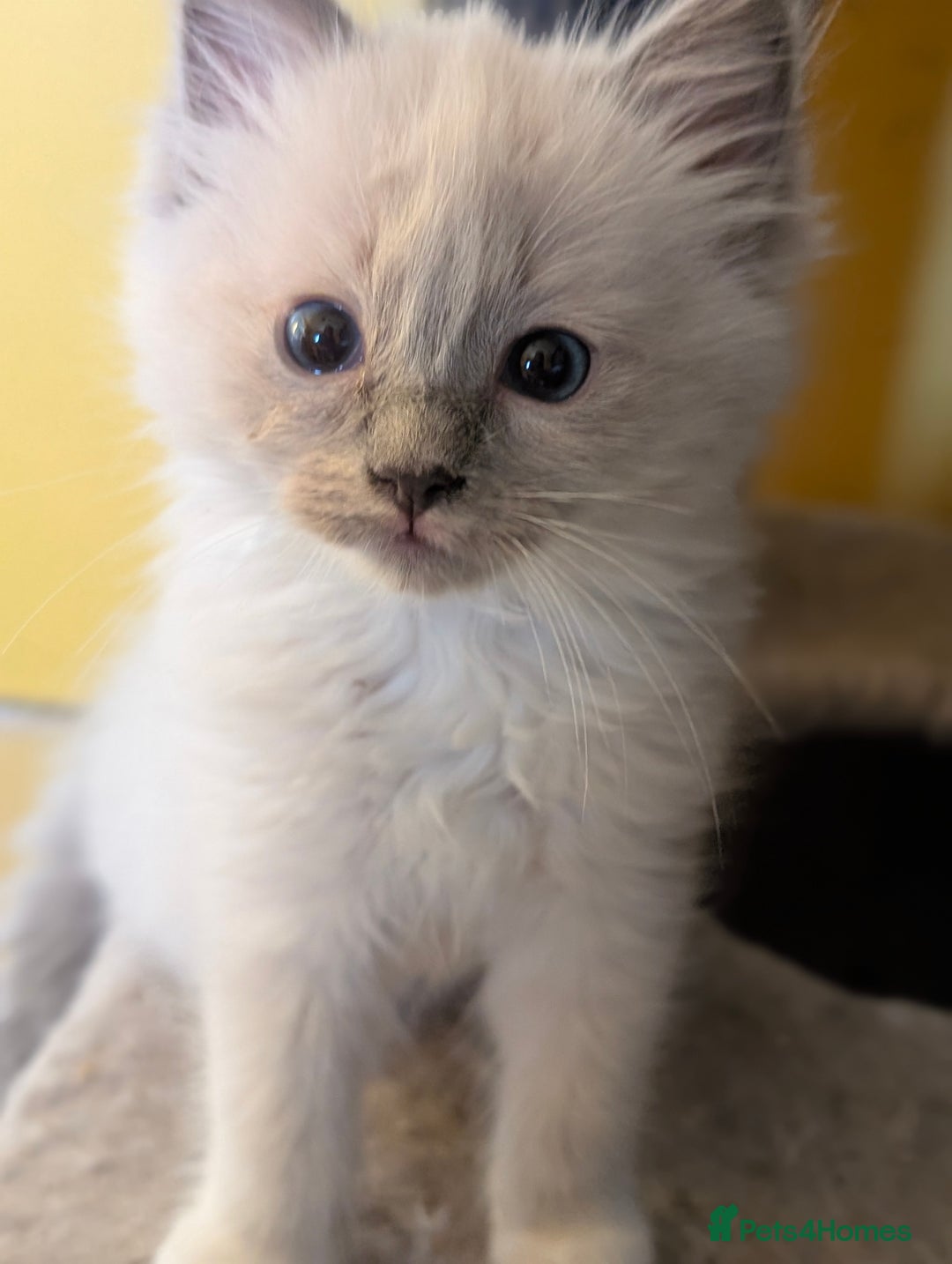 Ragdoll cats for sale: Gorgeous Ragdoll Kittens  - Advert 14