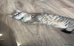 Scottish Fold cats for sale: Scotish Fold for Sale! Summer Holiday baby's! - Image 9