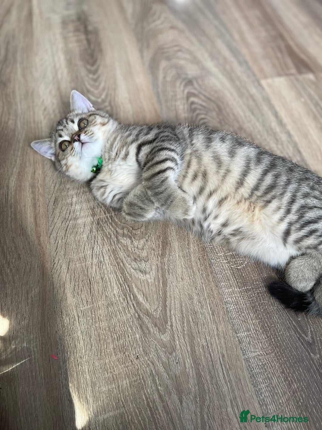 Scottish Fold cats for sale: Scotish Fold for Sale! Summer Holiday baby's! - Image 9