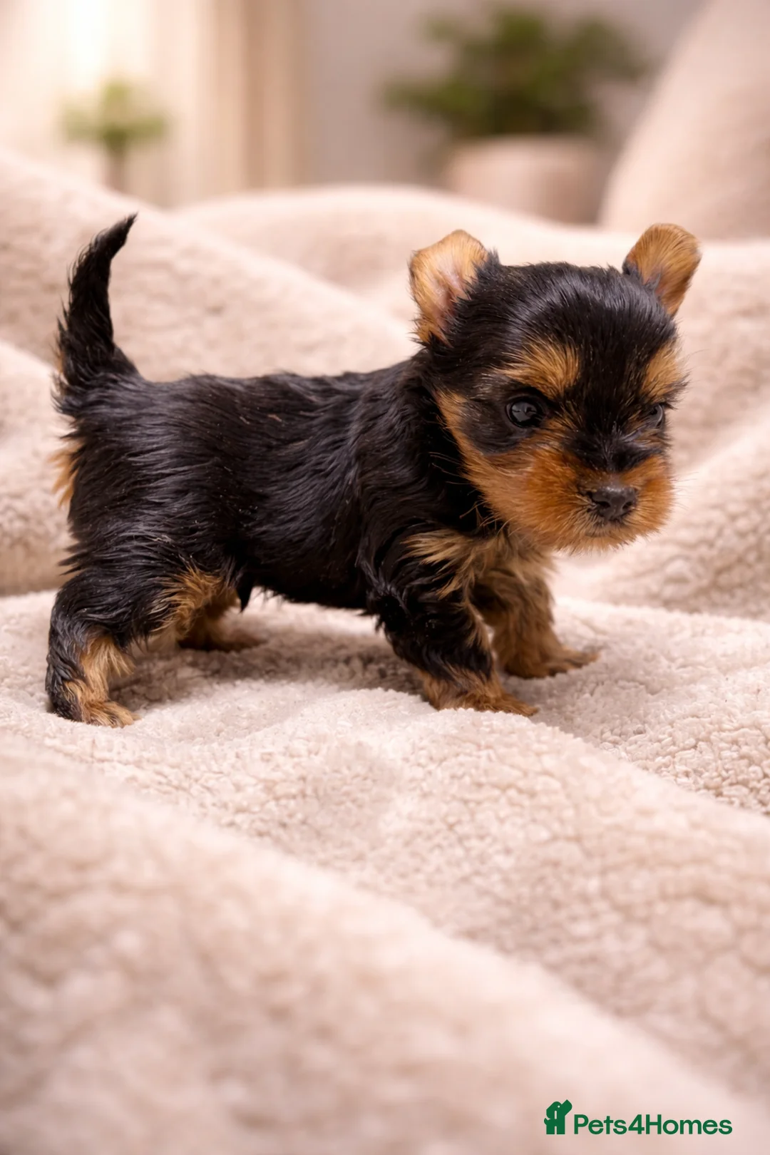 Yorkshire Terrier dogs for sale: YORKIE PUPPIES - Advert 8
