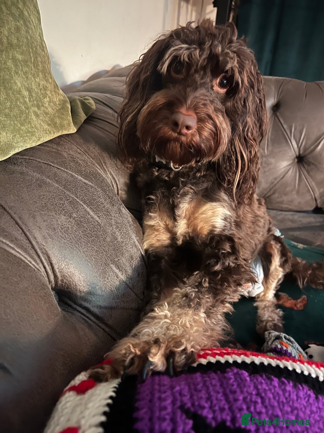 Cockapoo dogs for sale: Beautiful Cockapoo Puppies for Sale ✨🐾 - Advert 11
