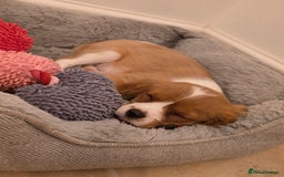 Cavalier King Charles Spaniel dogs for sale: Beautiful Cavalier King Charles Puppies - Image 22