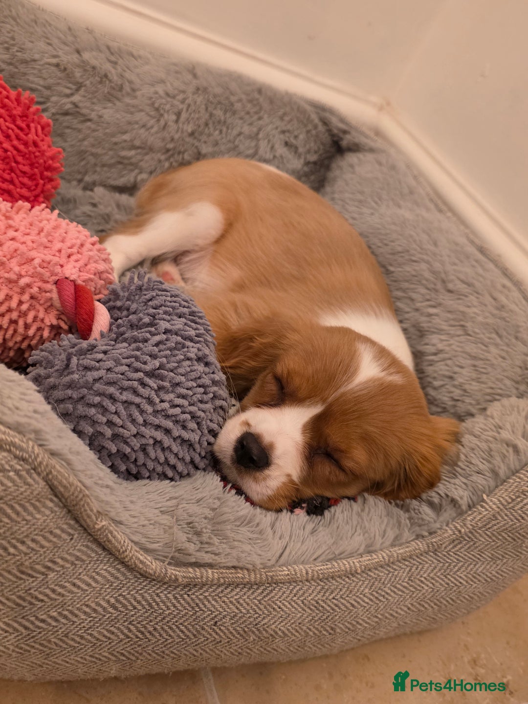 Cavalier King Charles Spaniel dogs for sale: Beautiful Cavalier King Charles Puppies - Image 22