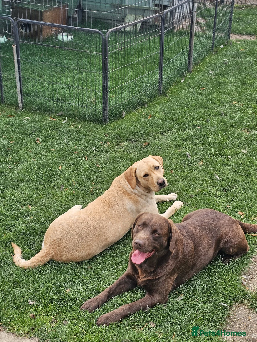 Labrador Retriever dogs for sale: Beautiful KC Registered Labrador Female - Advert 7
