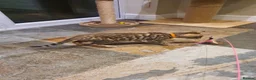 Bengal cats for sale: 🐆🐆Beautiful Pedigree Bengal Kittens🐆🐆  - Advert 12