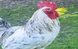 Chickens poultry for sale: COCKERELS £5 EACH - Image 5