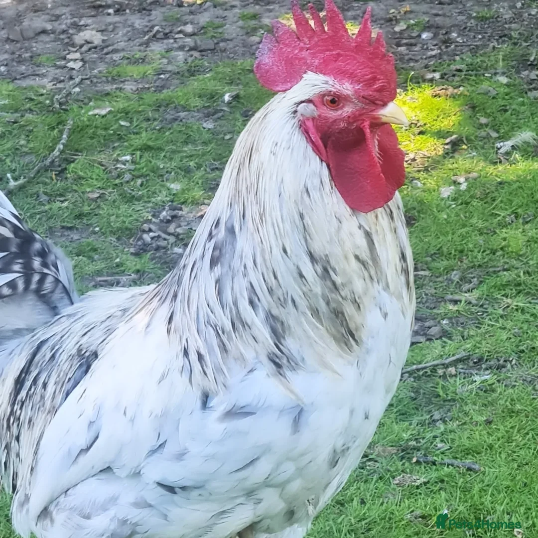 Chickens poultry for sale: COCKERELS £5 EACH - Image 5
