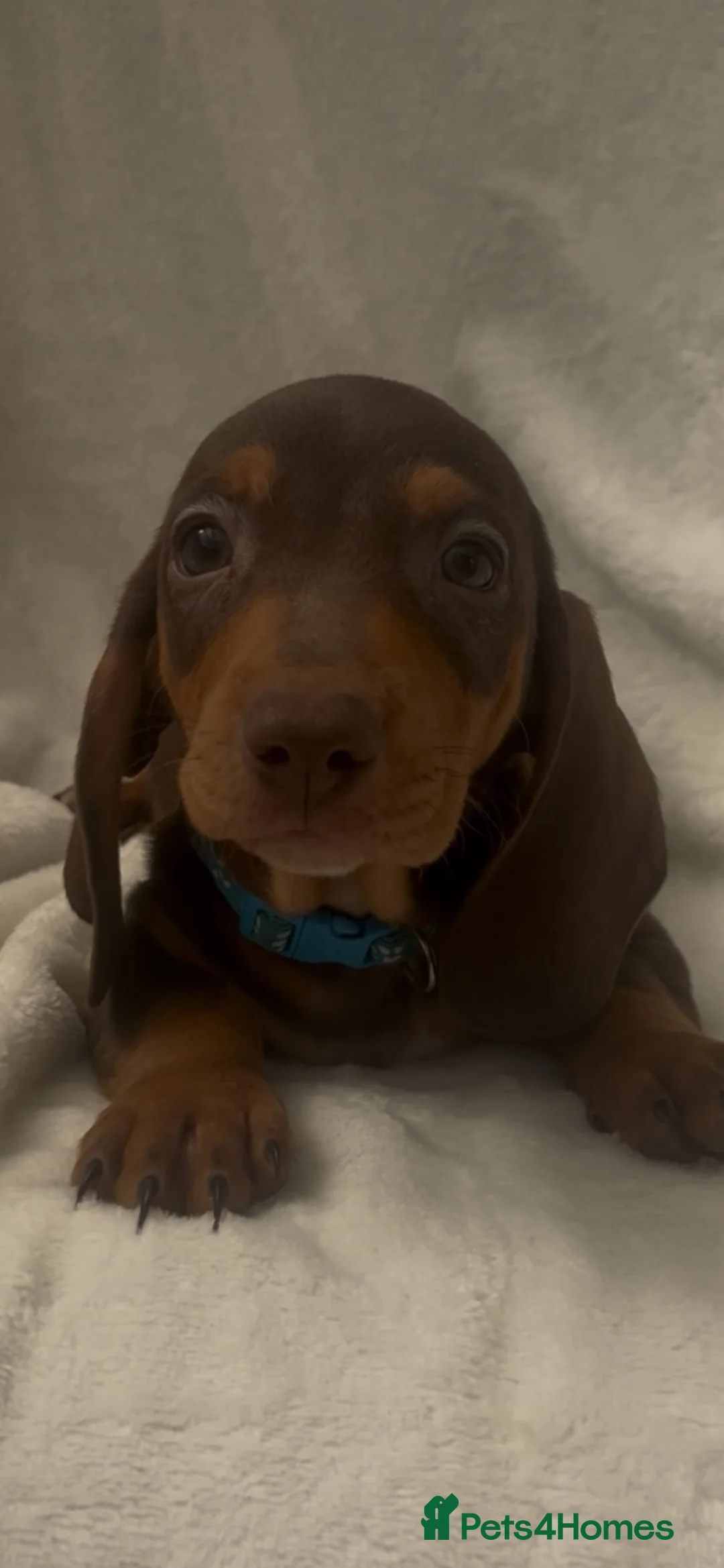 Dachshund dogs for sale: Full breed miniature dachshund  - Advert 10