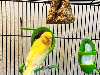 Canaries birds Yellow canary - Advert 13