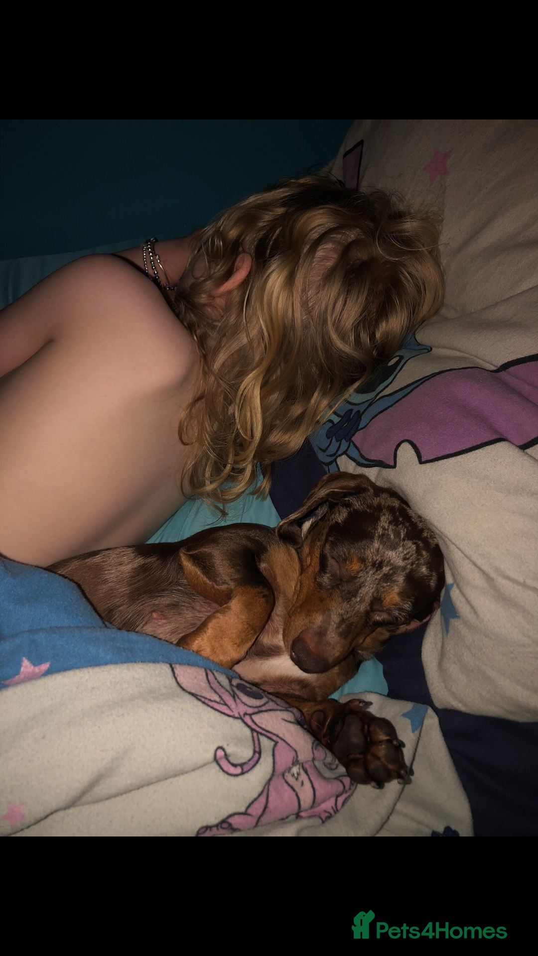 Miniature Dachshund dogs for sale: Beautiful Girl - Image 4