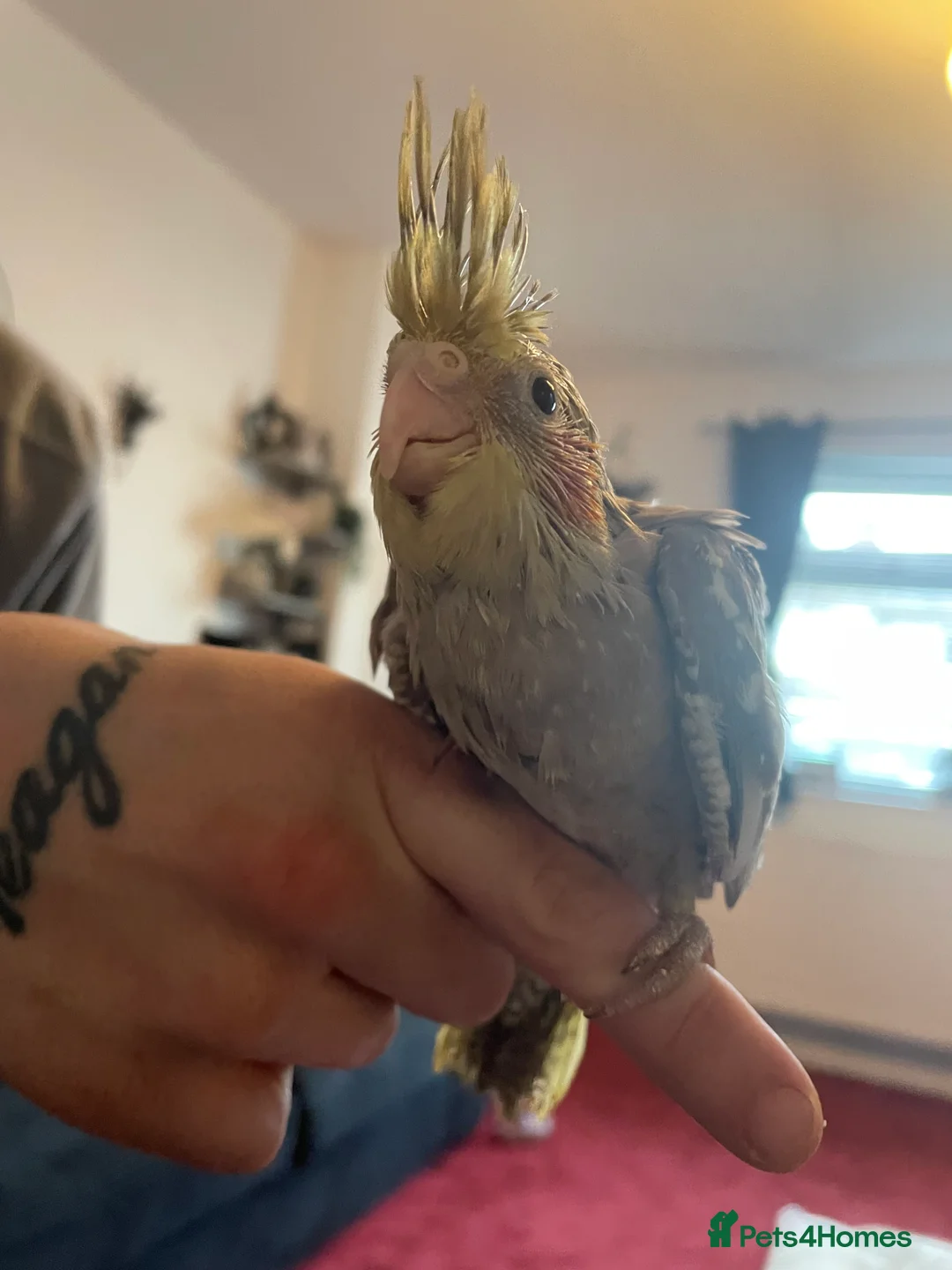 Cockatiels birds for sale: Baby cockatiels - Advert 5