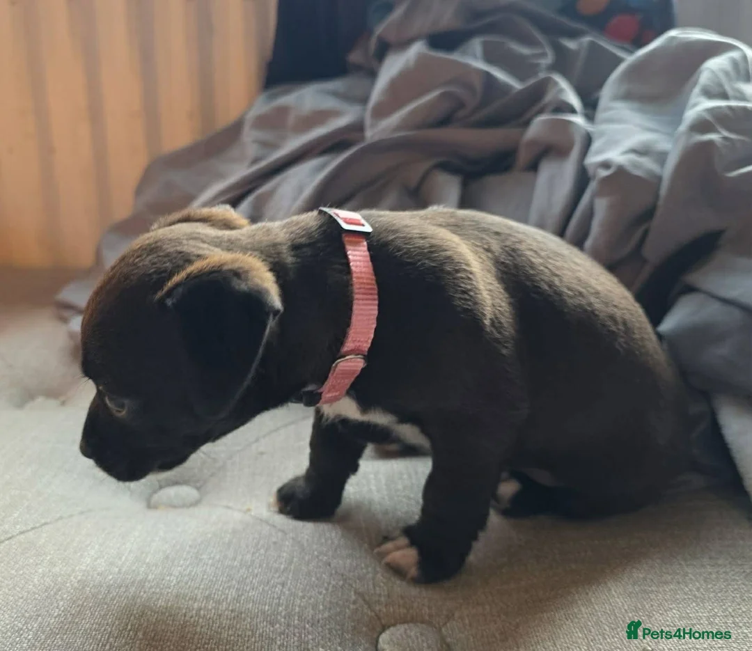 Mixed Breed dogs for sale: Jack Russell mixed breed in Sunderland - Advert 2