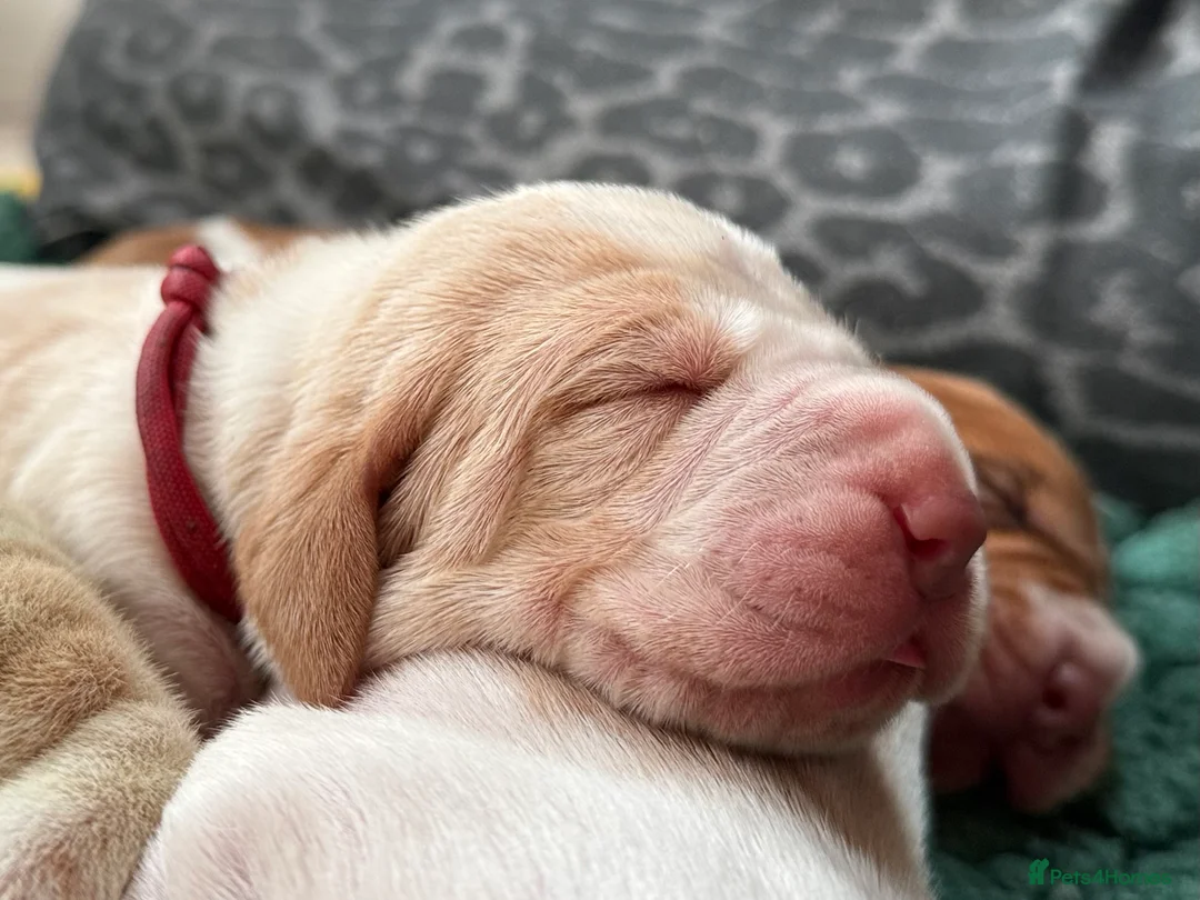 Bracco Italiano dogs for sale: One female puppy available for reservation  - Advert 27