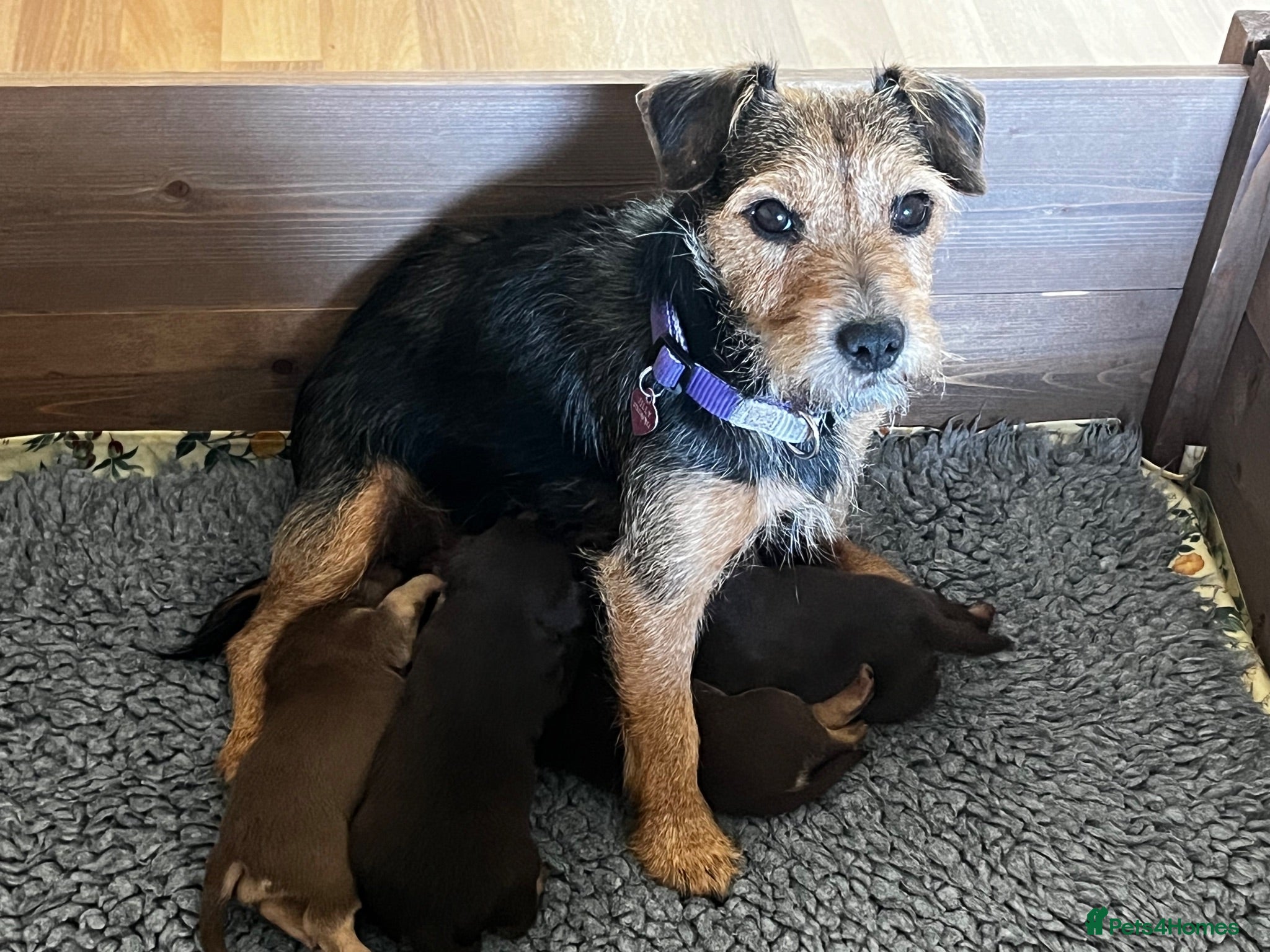 Jack Russell dogs Lovely, Lively Jack Russell puppies - Advert 2