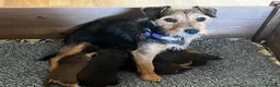 Jack Russell dogs for sale: Lovely, Lively Jack Russell puppies in Pontypool - Advert 2