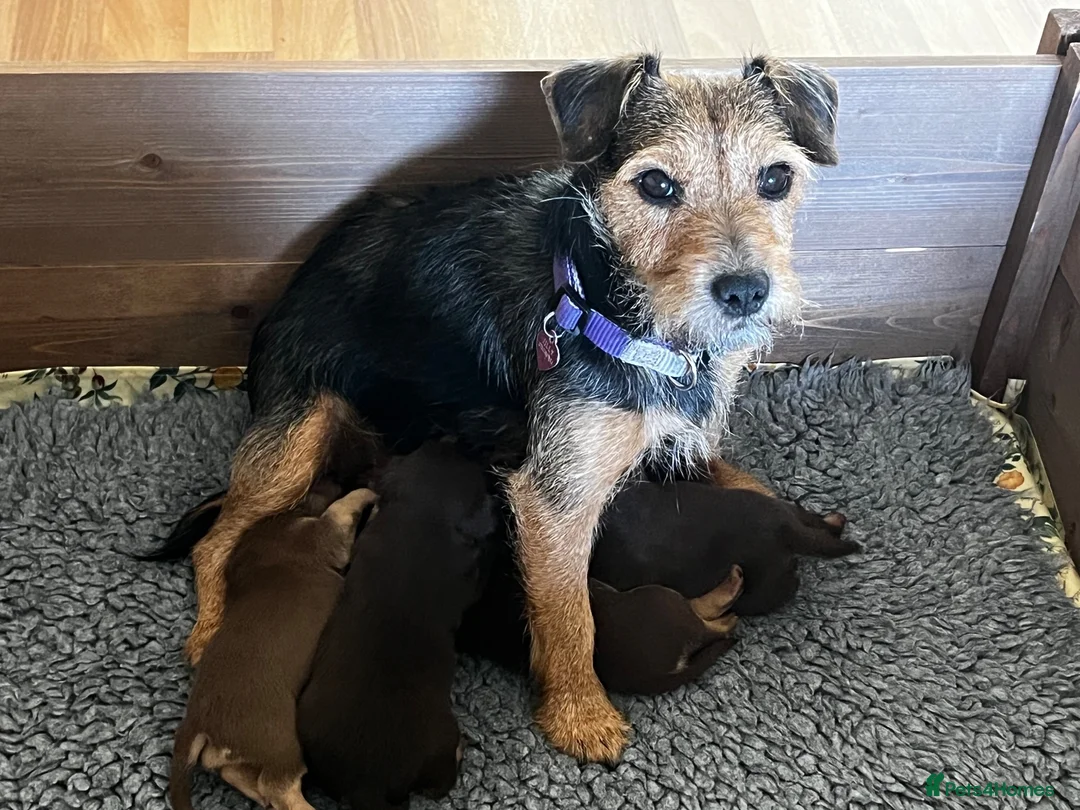 Jack Russell dogs for sale: Lovely, Lively Jack Russell puppies in Pontypool - Advert 2