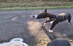 American Bull Staffy dogs for sale: 'Dodge' (boy) - Image 1