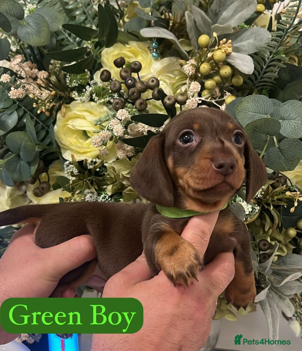 Miniature Dachshund dogs Stunning minature dachshund litter  - Advert 1