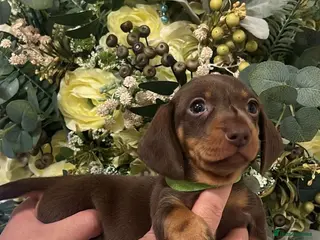 Miniature Dachshund dogs Stunning minature dachshund litter - Advert 1