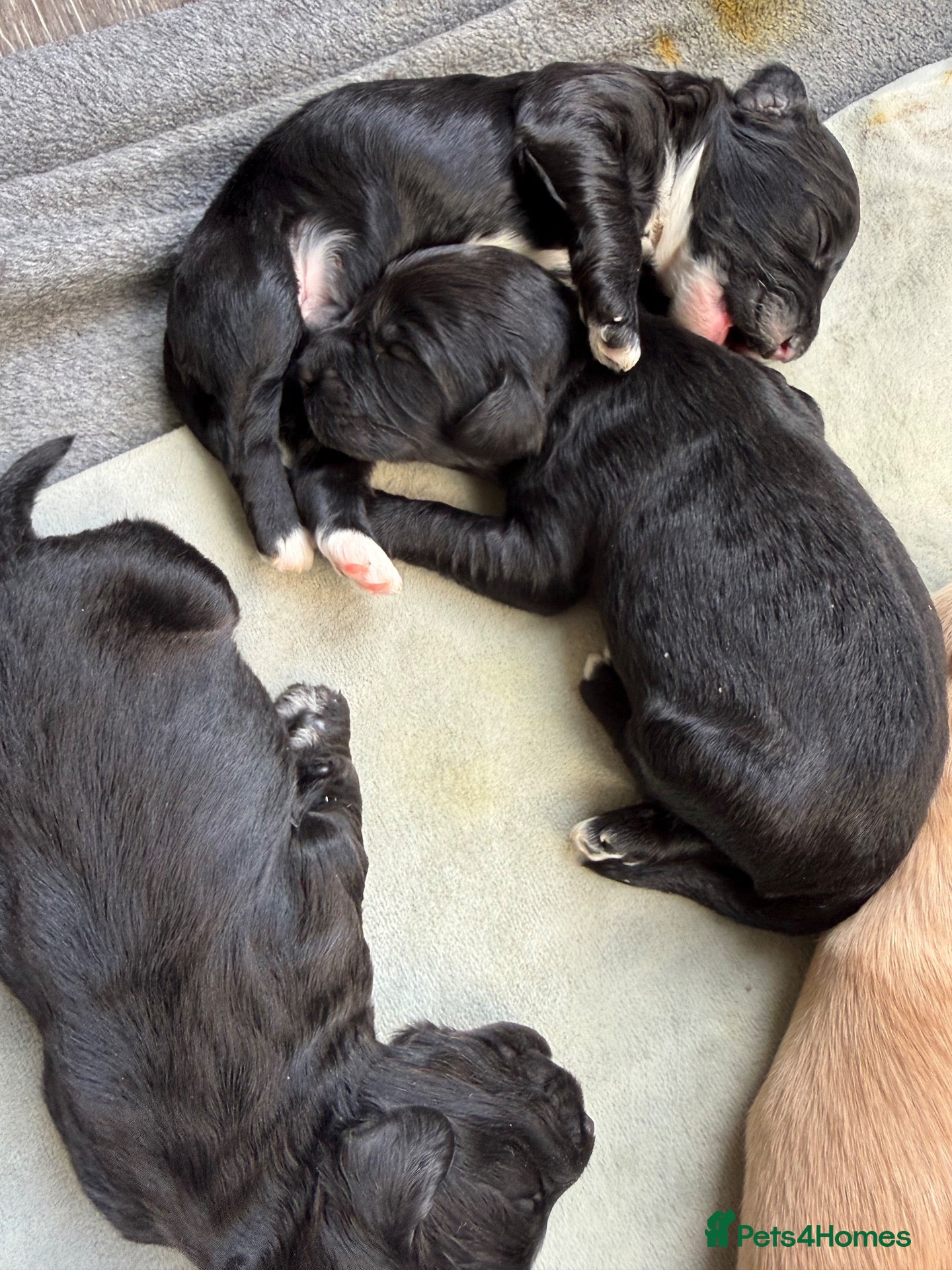 Mixed Breed dogs for sale: Labradoodle Puppies BORN 19th Oct 2026 - Advert 2