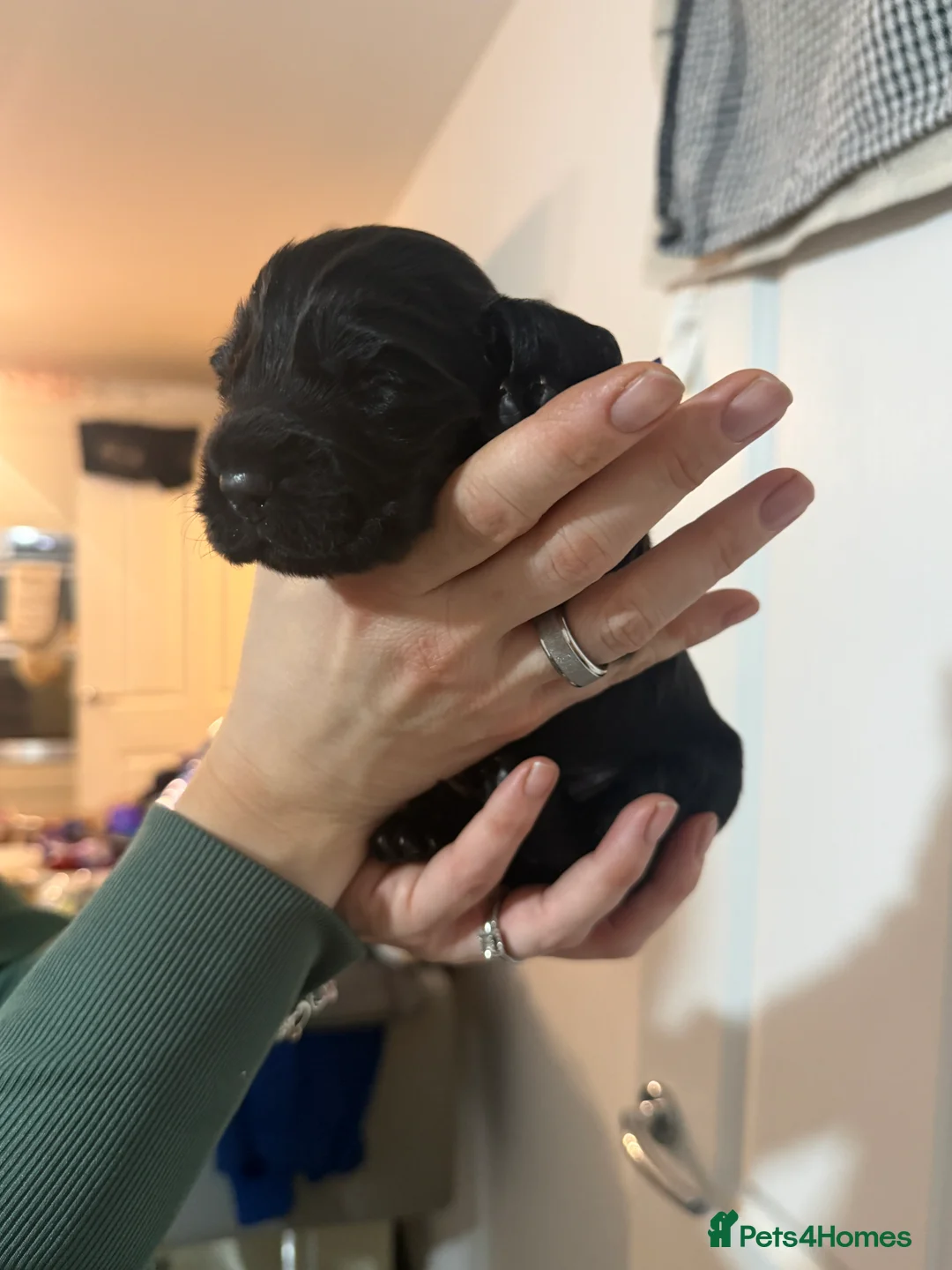 Cocker Spaniel dogs for sale: 3 Cocker Spaniel puppies. AVAILABLE TO VIEW - Advert 33