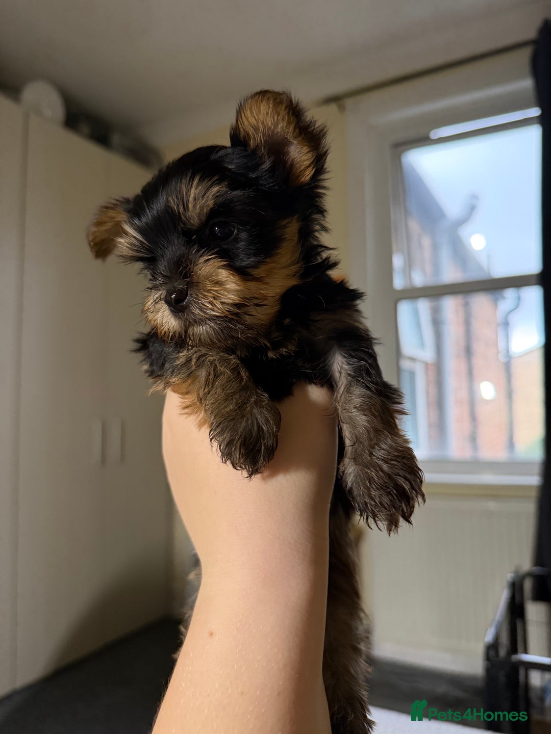 Yorkshire Terrier dogs for sale: Three beautiful Yorkshire Terrier girls for sale - Advert 10