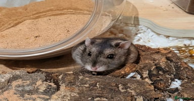 Hamster rodents - Advert 3