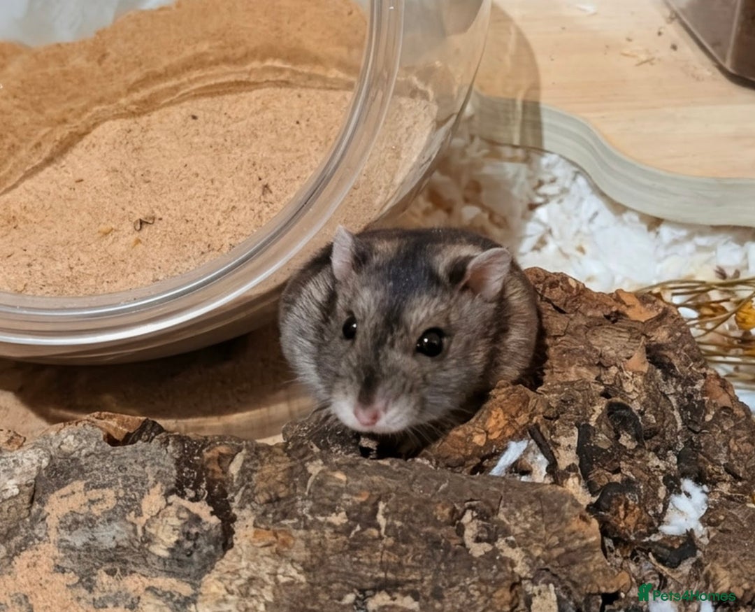 Hamster rodents for sale: Female Dwarf Hamster for Adoption UPDATED 05.09.25 - Image 3