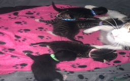 Mixed Breed cats for sale: beautiful kittens  - Image 5