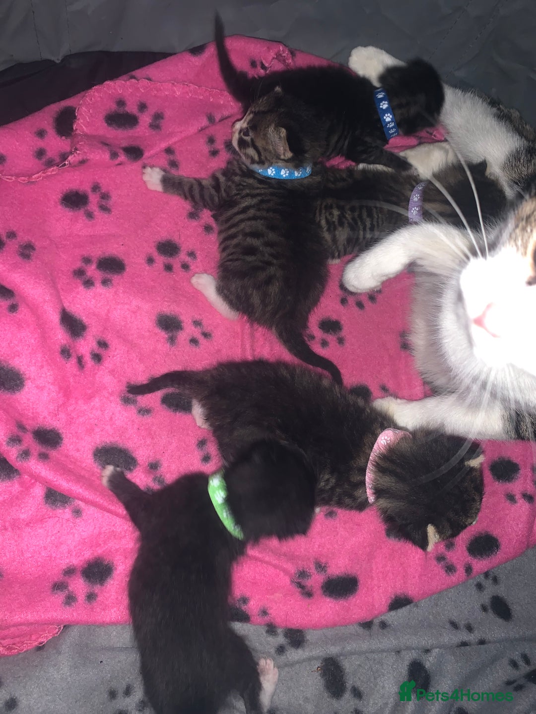 Mixed Breed cats for sale: beautiful kittens  - Image 5