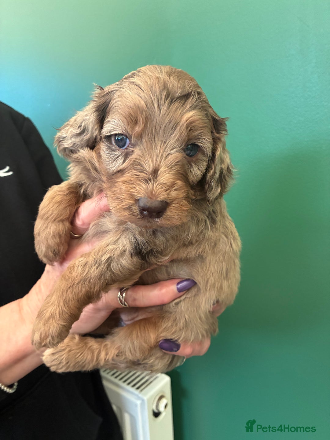 Cockapoo dogs for sale: Stunning Cockapoos looking for their new homes - Advert 14