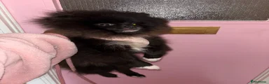 Pomeranian 1