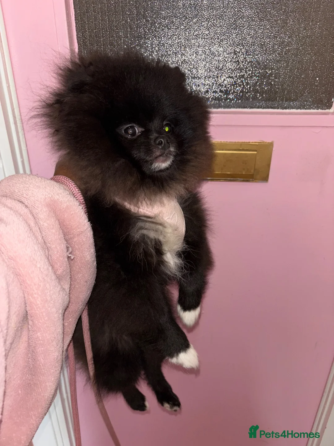 Pomeranian dogs for sale: Pomeranian Pup for Sale  - Advert 2