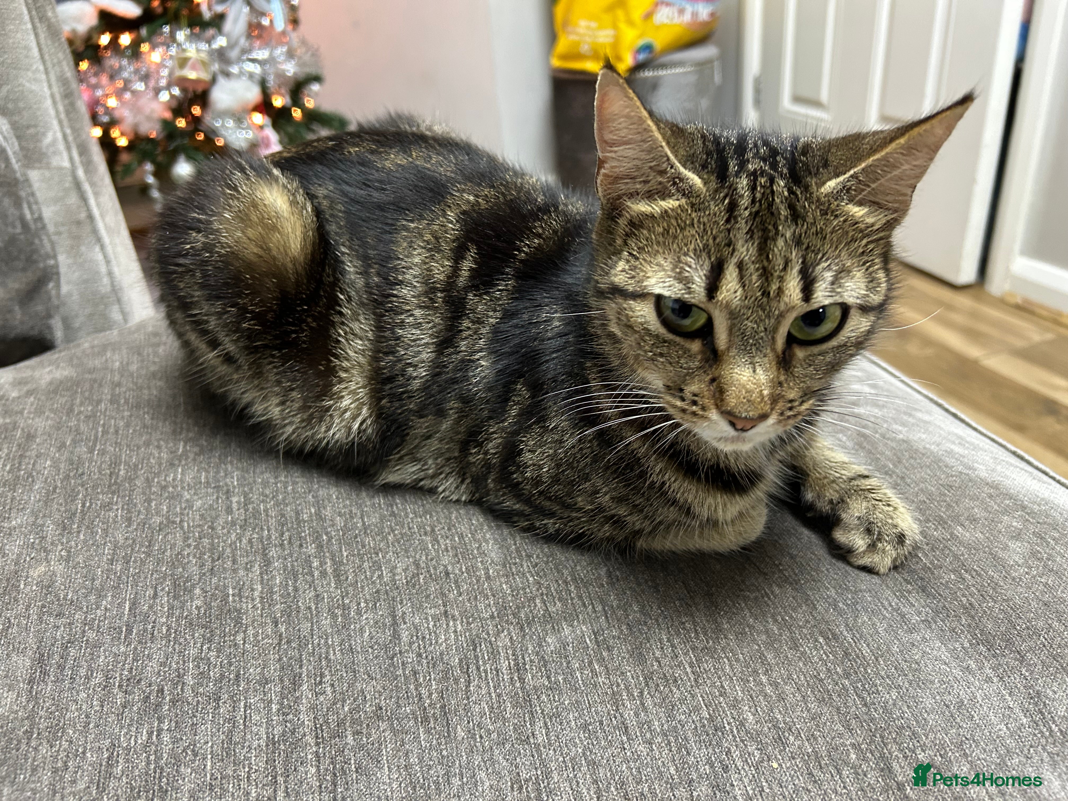 Mixed Breed cats Zulie - Advert 8