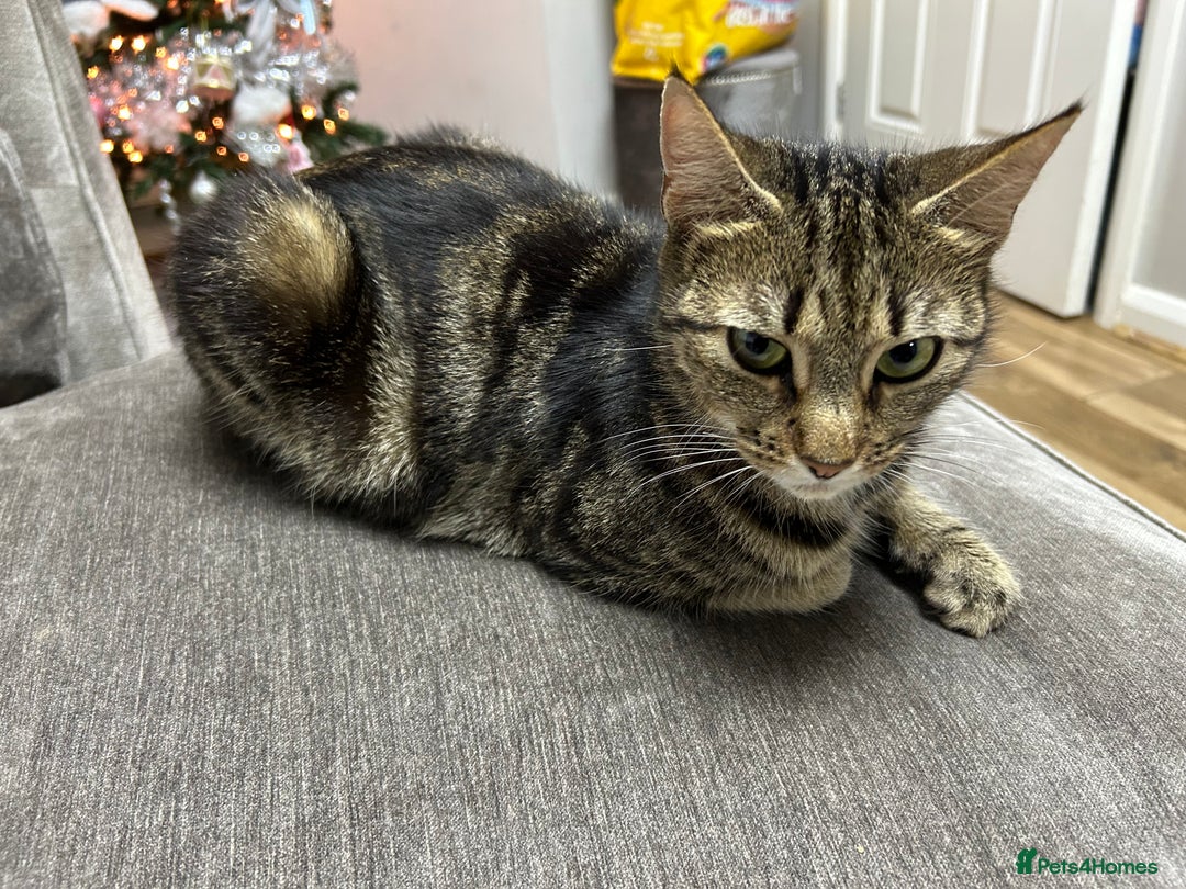 Mixed Breed cats for sale: Zulie - Advert 1