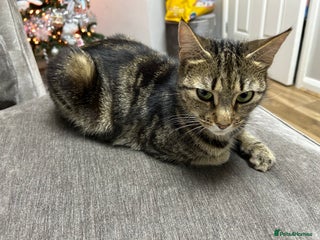 Mixed Breed cats Zulie - Advert 8