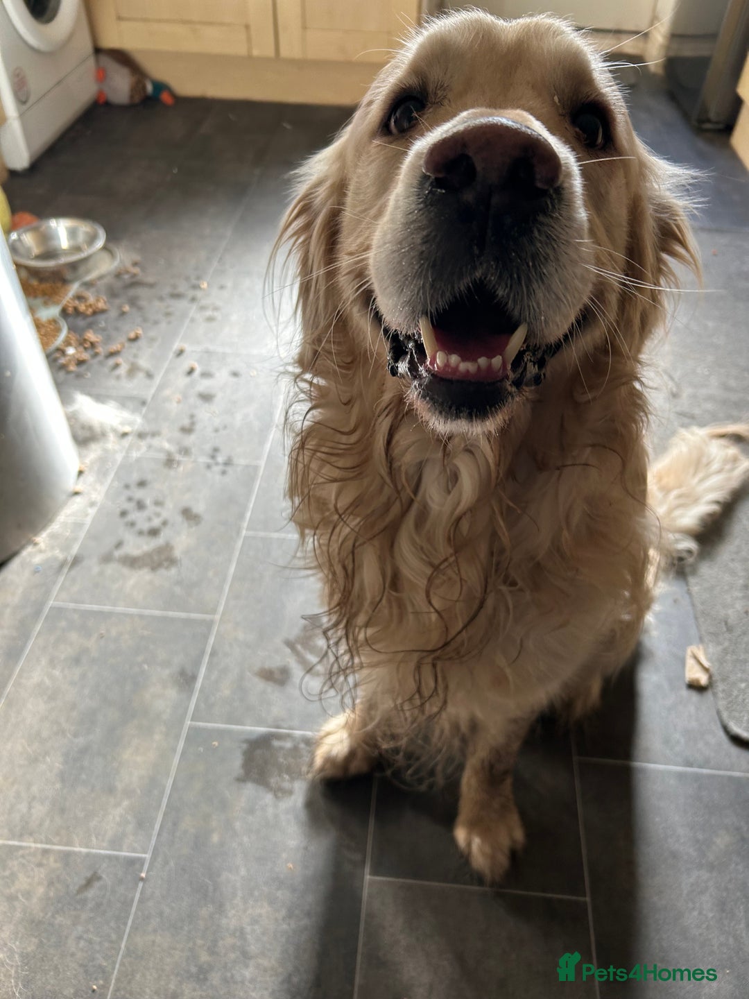 Golden Retriever dogs for sale: Golden retriever, 4 years old - Advert 4