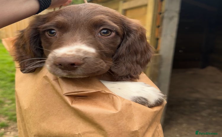 English Springer Spaniel dogs - Advert 3