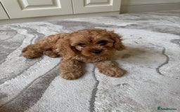 Cavapoo dogs for sale: !Ready now! F1 cavapoos kc reg parents - Image 13