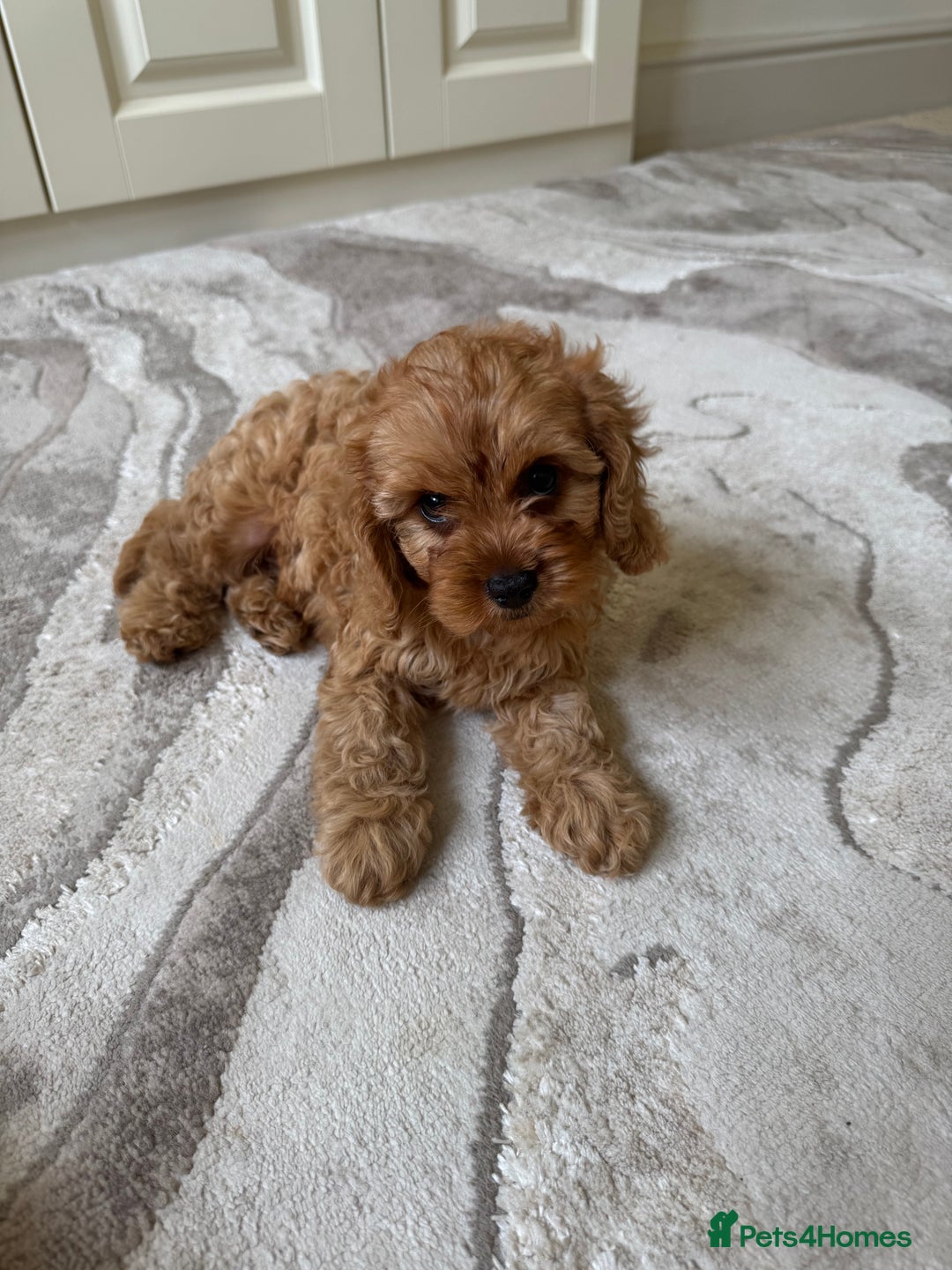 Cavapoo dogs for sale: !Ready now! F1 cavapoos kc reg parents - Image 13