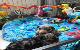 Miniature Dachshund dogs for sale: Beautiful unique babies  - Image 14