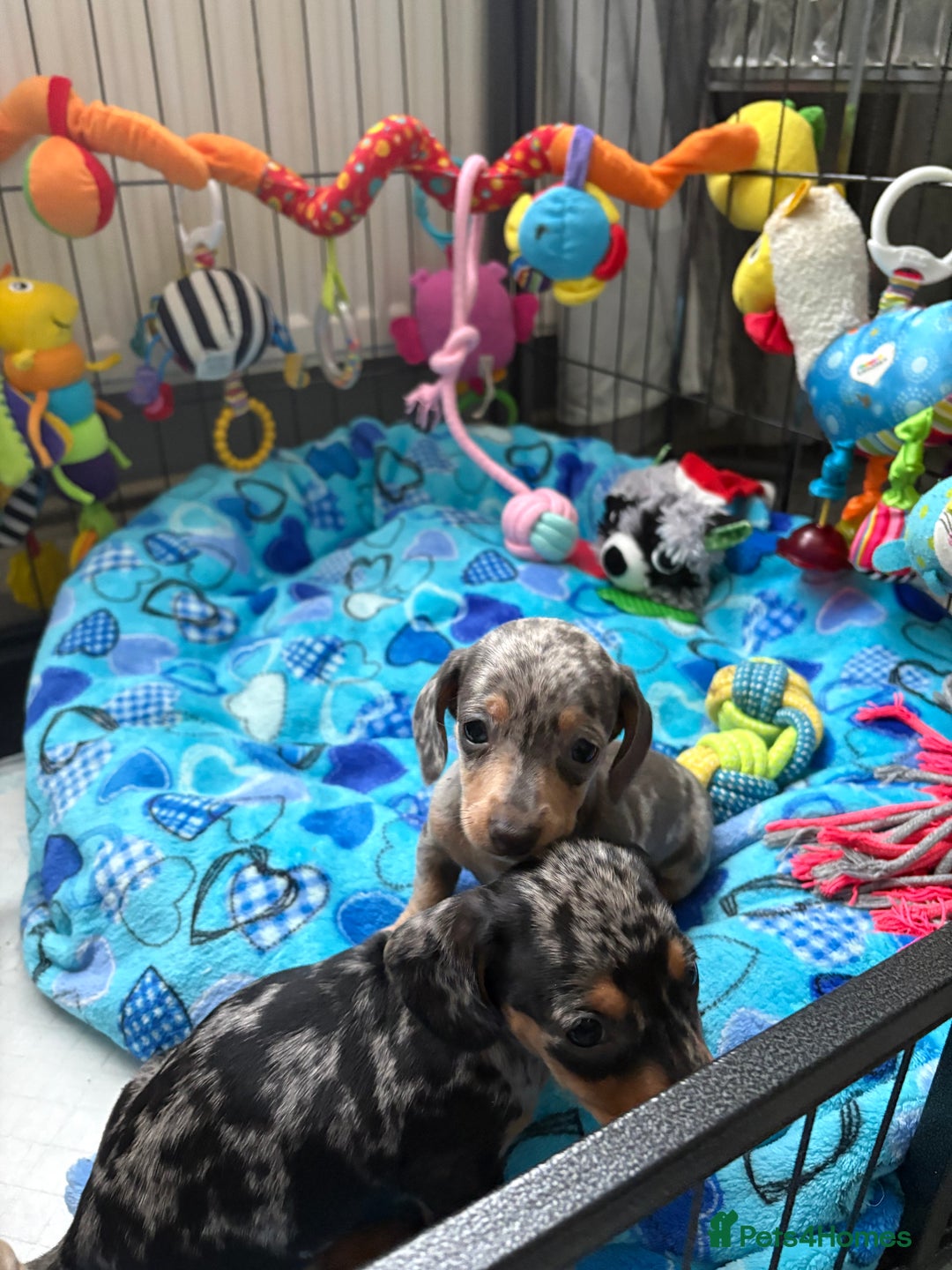 Miniature Dachshund dogs for sale: Beautiful unique babies  - Image 14