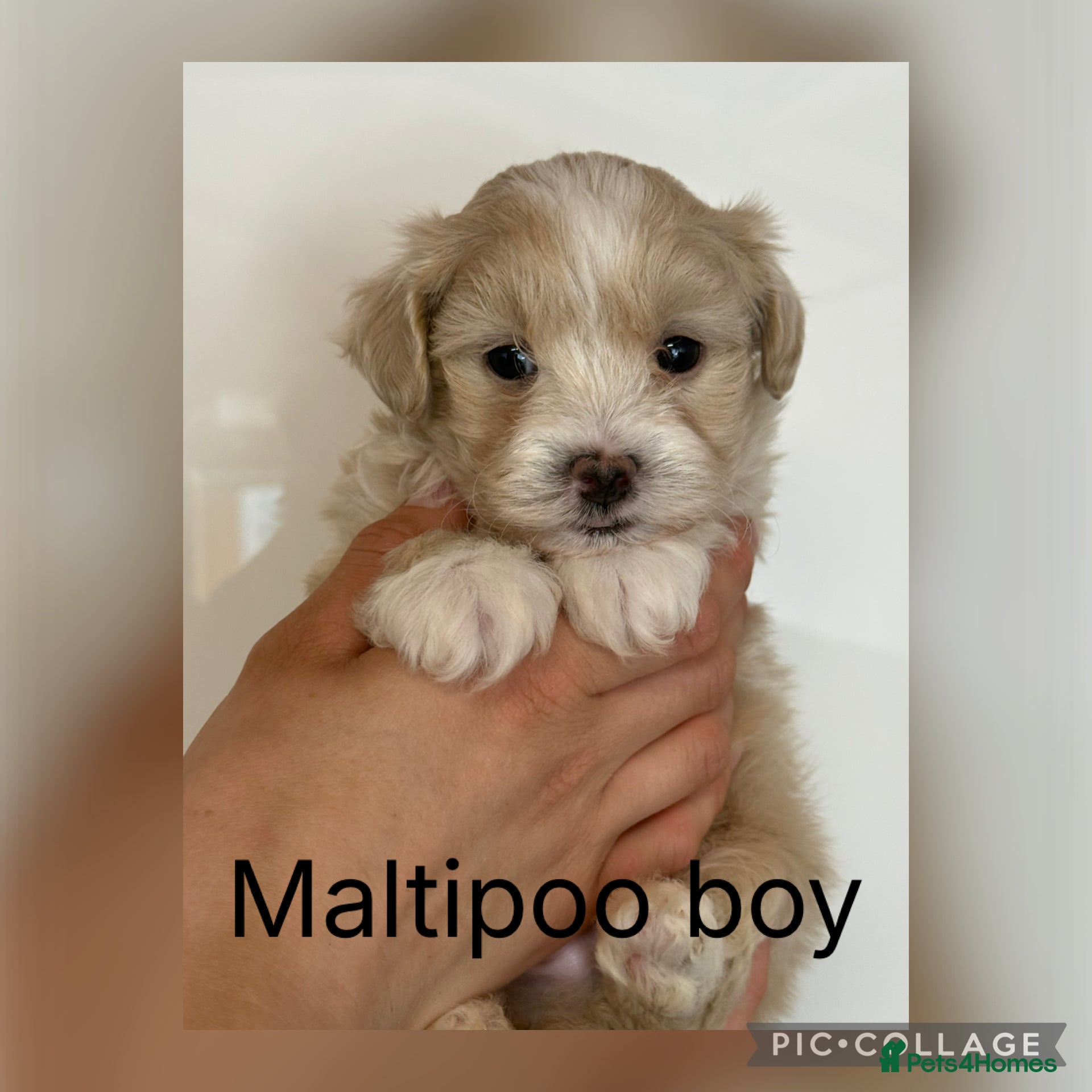 Maltipoo dogs Gorgeous Teddy Bear F1 Maltipoo  - Advert 2