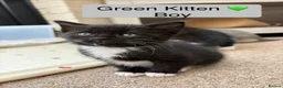 Mixed Breed cats for sale: Beautiful Siamese Cross Kittens  in Bristol - Advert 6