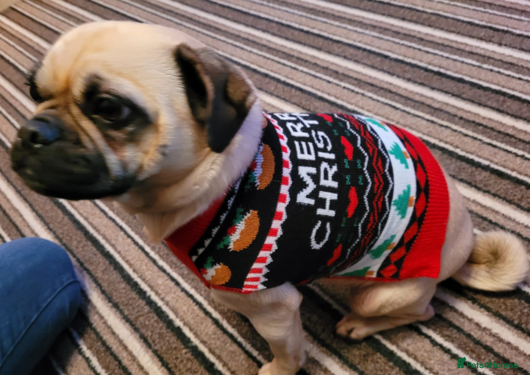 Puggle dogs for sale: Female puggle, looking for a new home.  - Advert 1