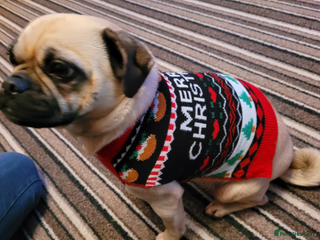 Puggle dogs Female puggle, looking for a new home. - Advert 2