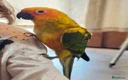 Conures birds for sale: Very sweet tame sun conure  - Image 5