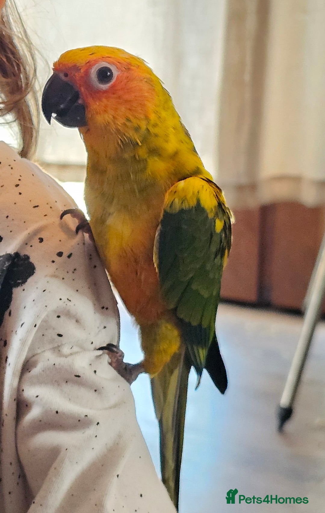 Conures birds for sale: Very sweet tame sun conure  - Image 5