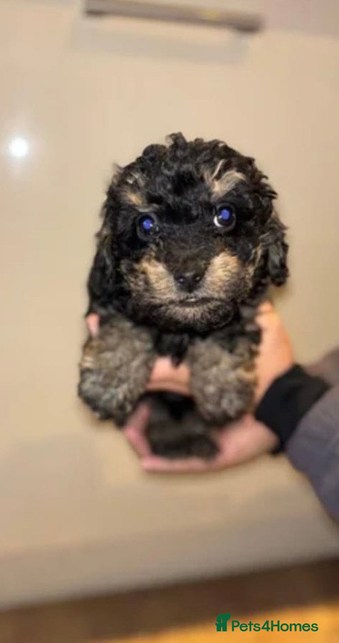 Cockapoo dogs for sale: Cockapoo  - Advert 3